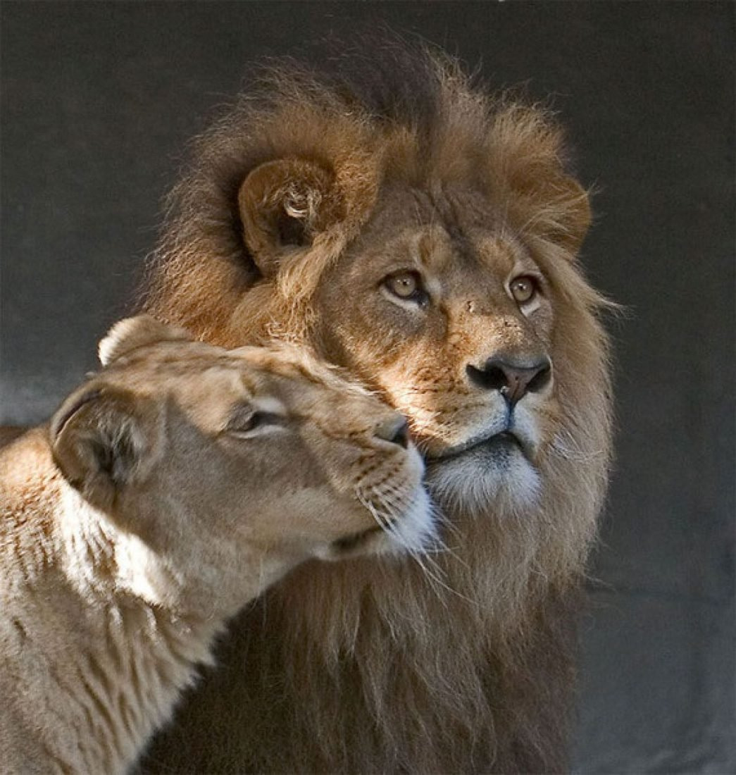 фото льва и львицы любовь и нежность