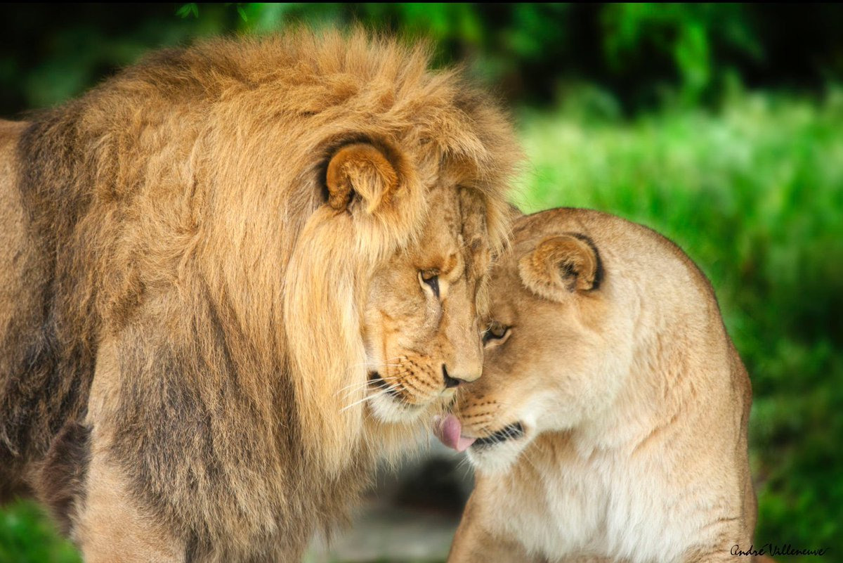 Лев и львица картинки красивые