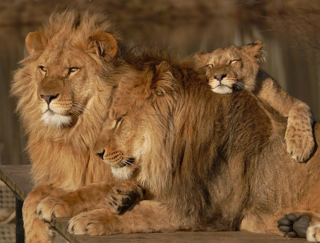 фото львов и львиц и трех львят