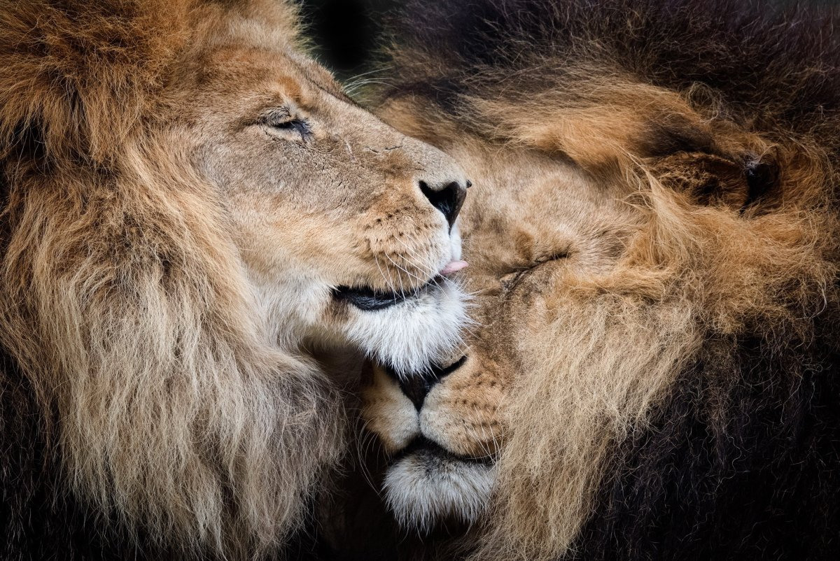 Два Льва