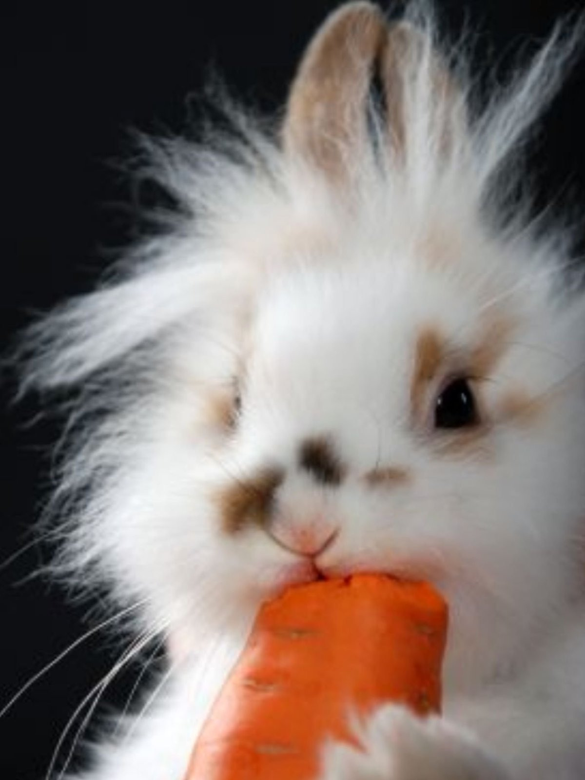 Милый кролик с морковкой