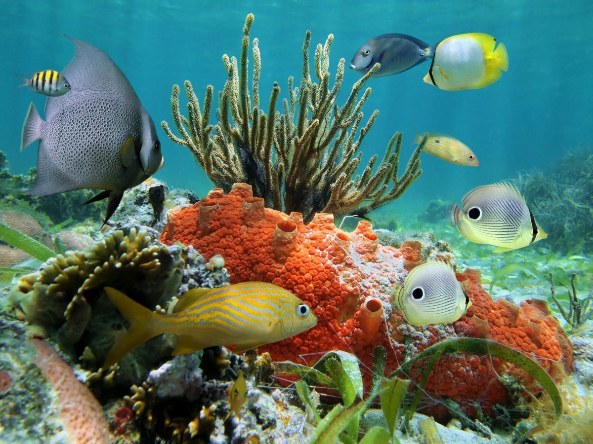Подводный мир океана коралловый риф