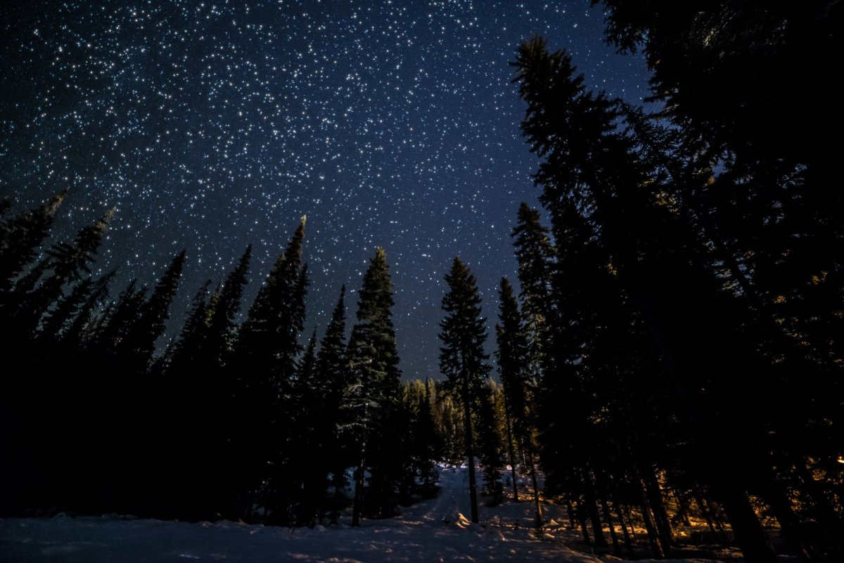 Звезды над лесом