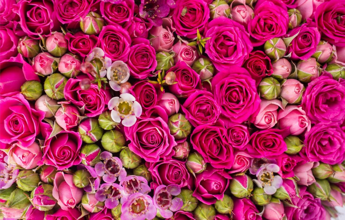 Ярко розовые цветы