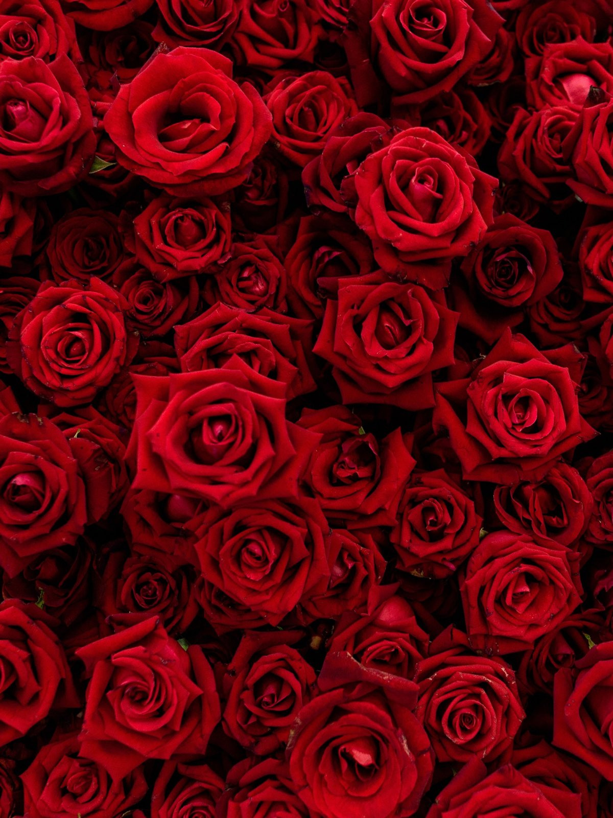 Розовые розы фон (56 фото)