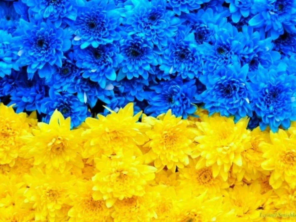 Украинский флаг цветы