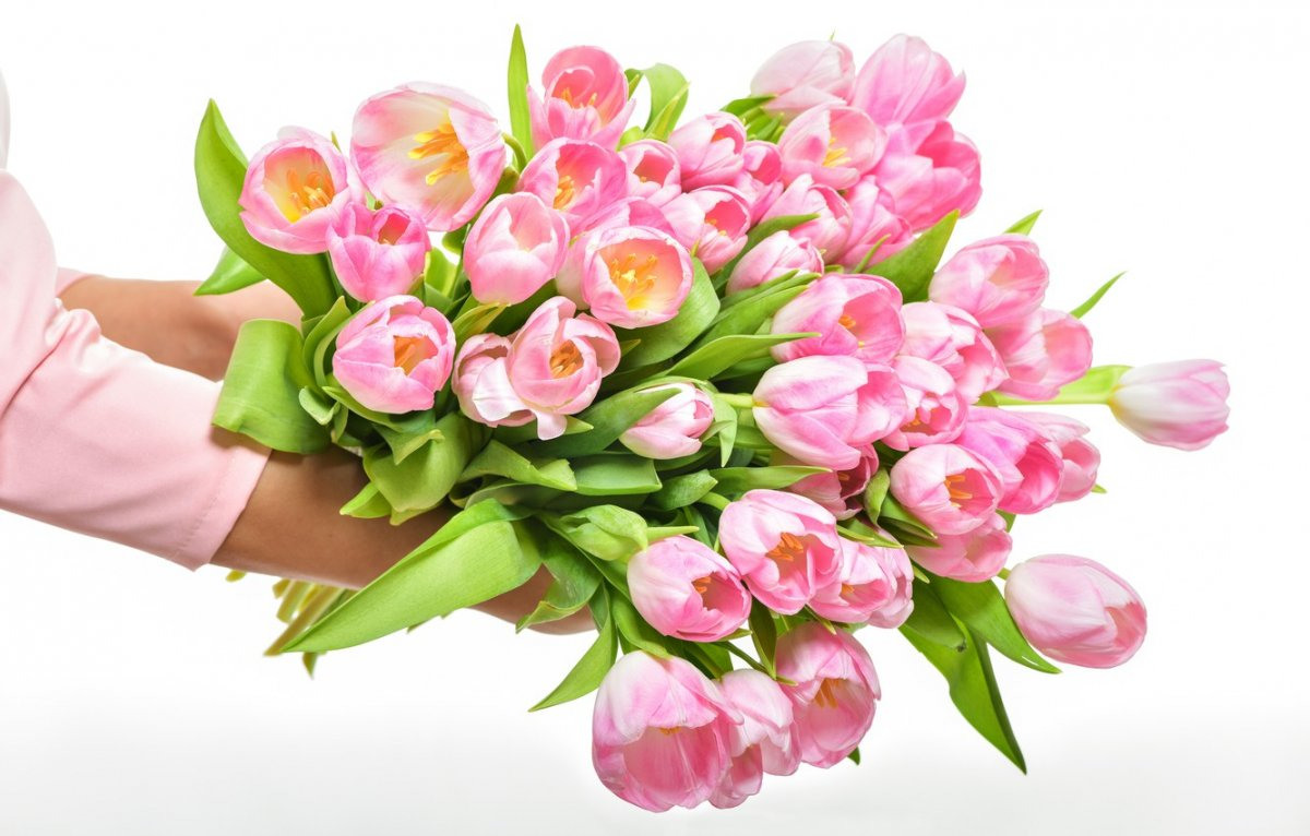 Букет тюльпанов на белом фоне фото