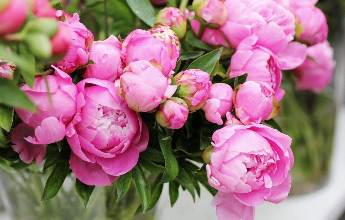 Фото пионов розовых в хорошем качестве