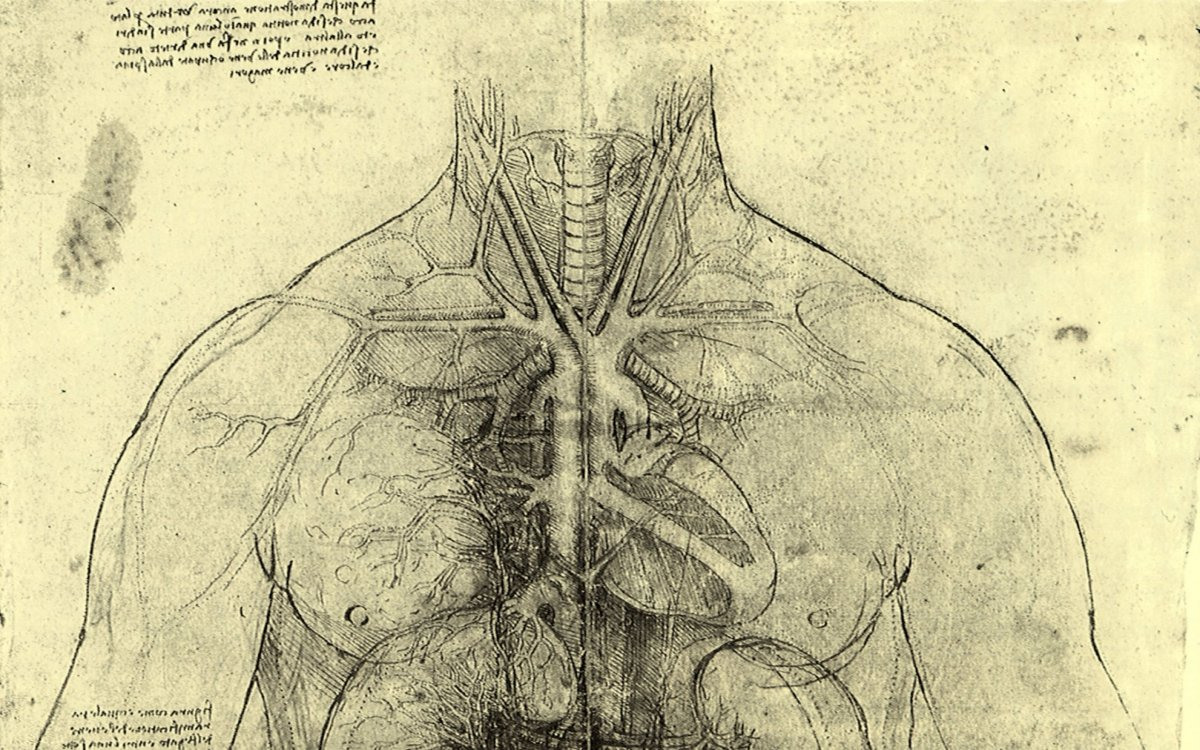 Анатомические рисунки Леонардо да Винчи