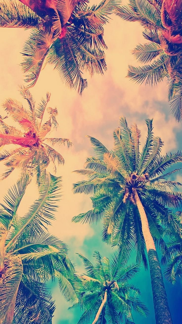 Лето пальмы