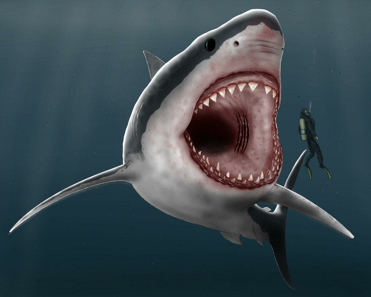 Как выглядит акула мегалодон в реальной жизни фото
