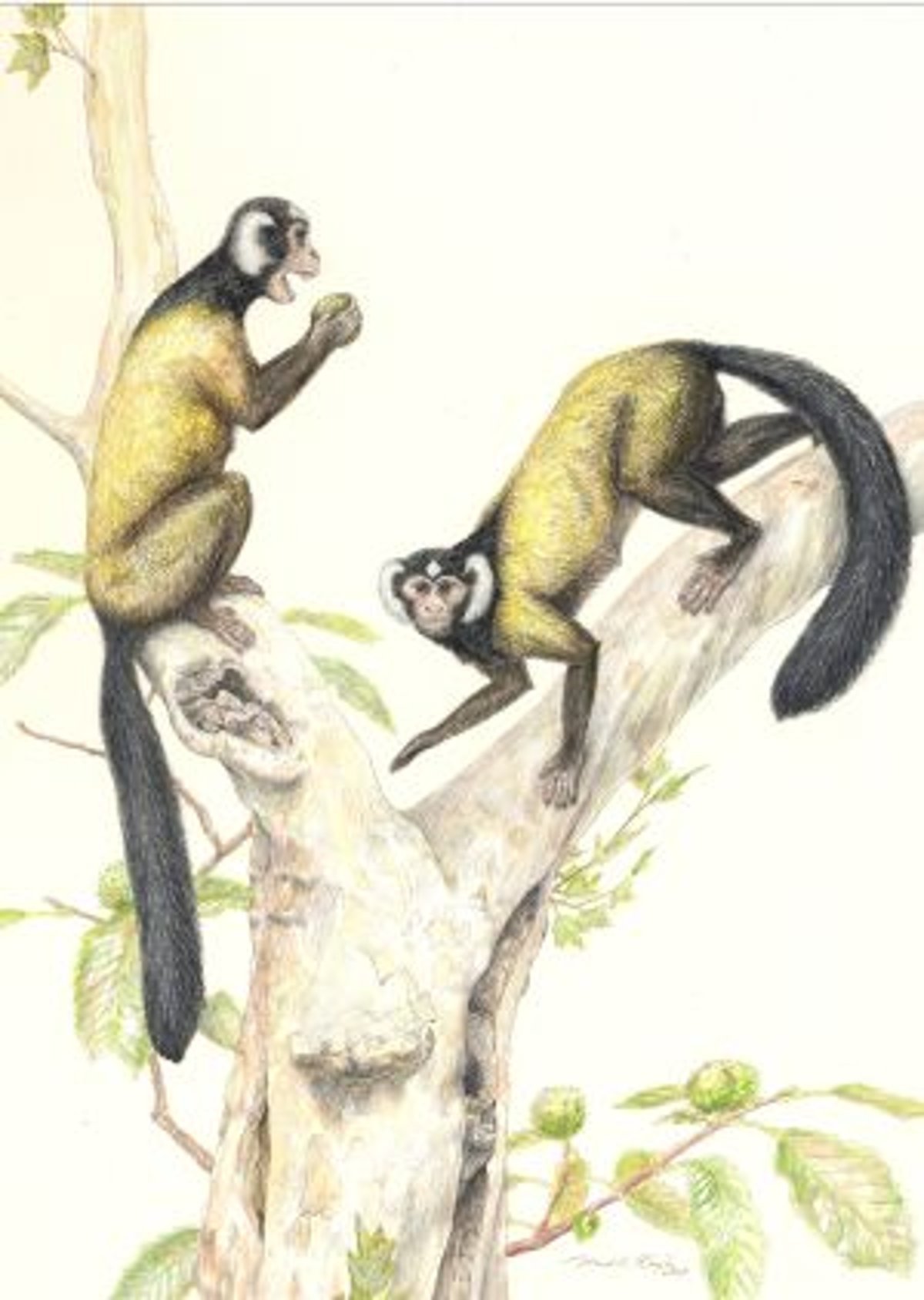 Предки обезьян