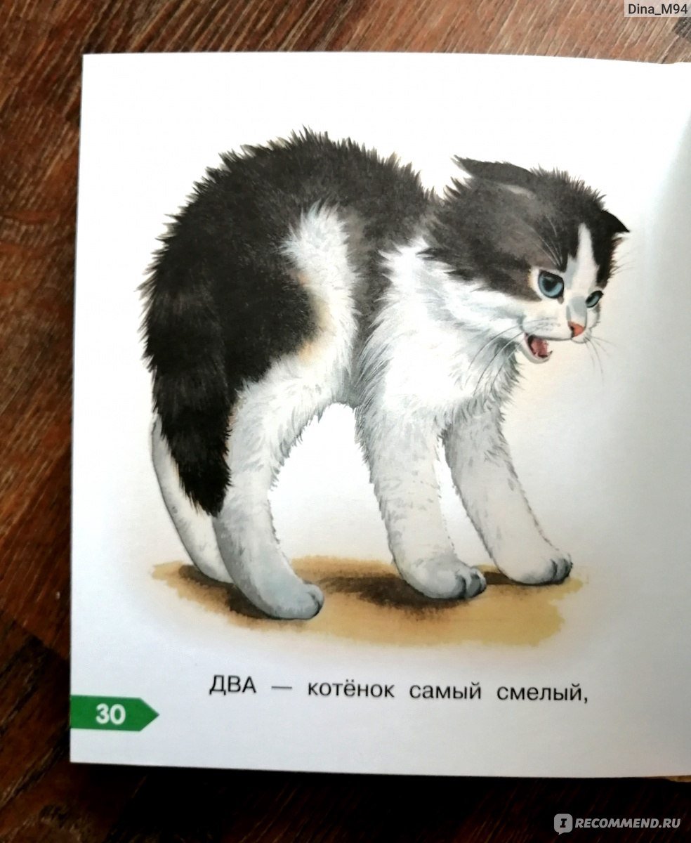 Сборник рассказов про котят