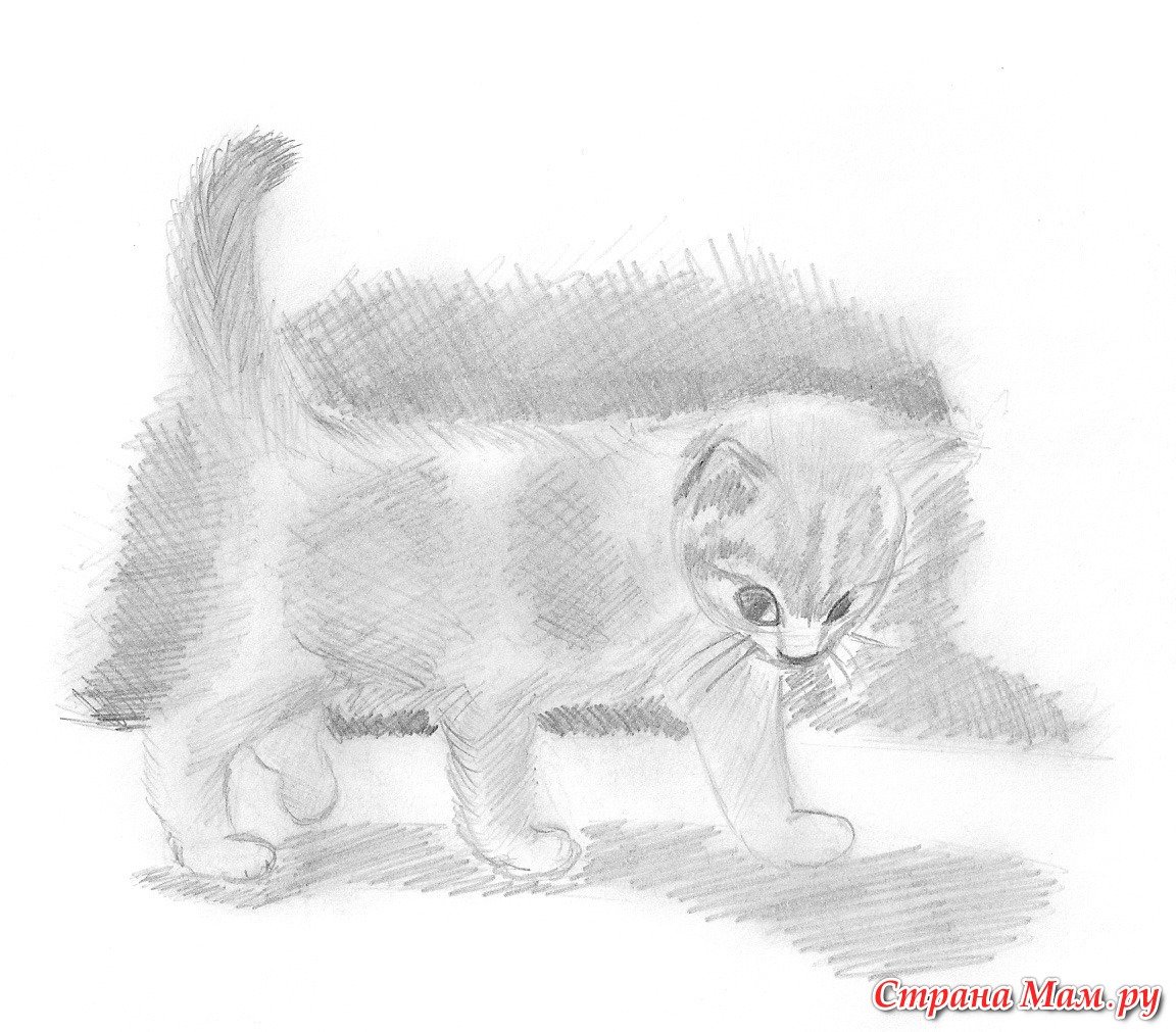 Толстой котенок рисунок карандашом