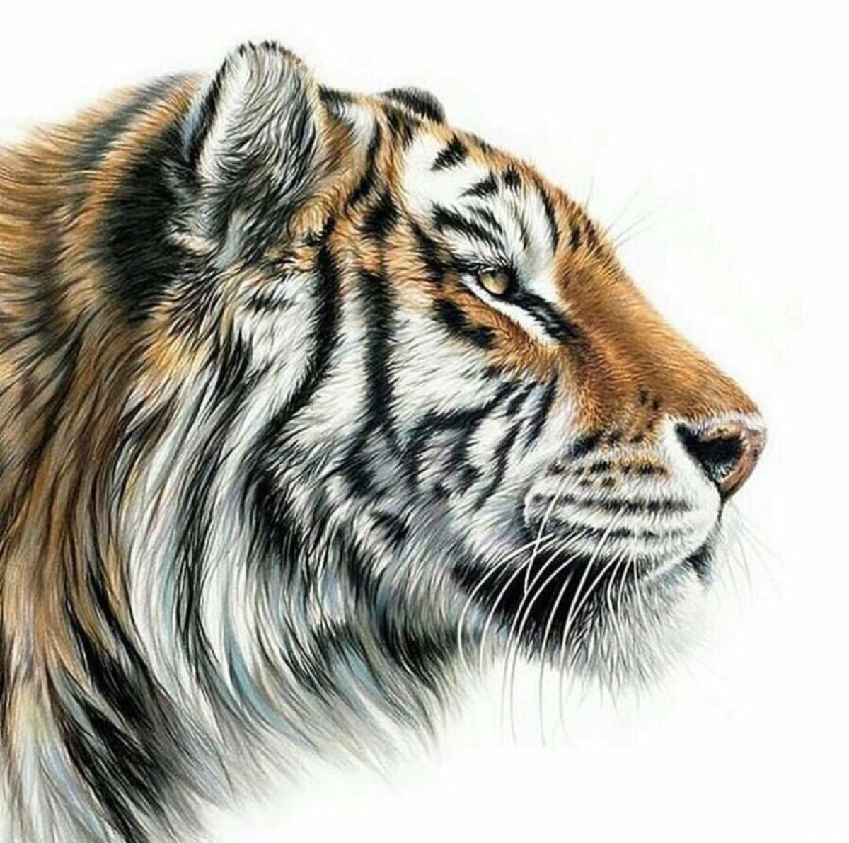 Голова тигра рисунок