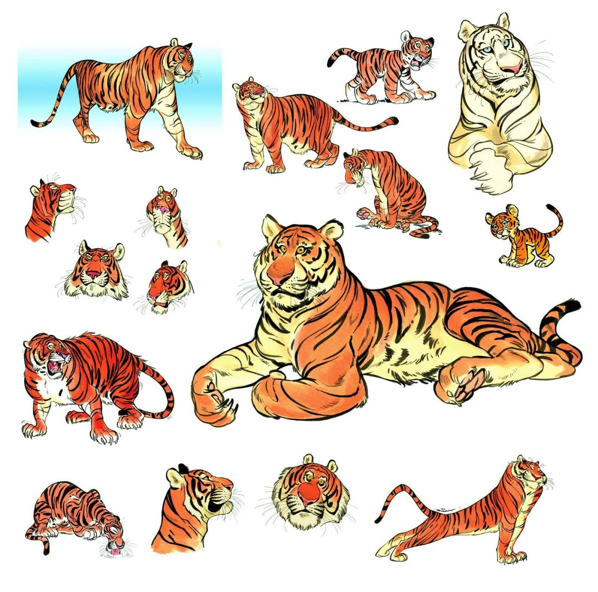 Тигр позы