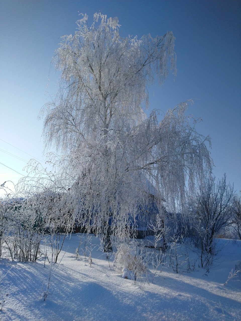 Белая береза под моим окном картинки