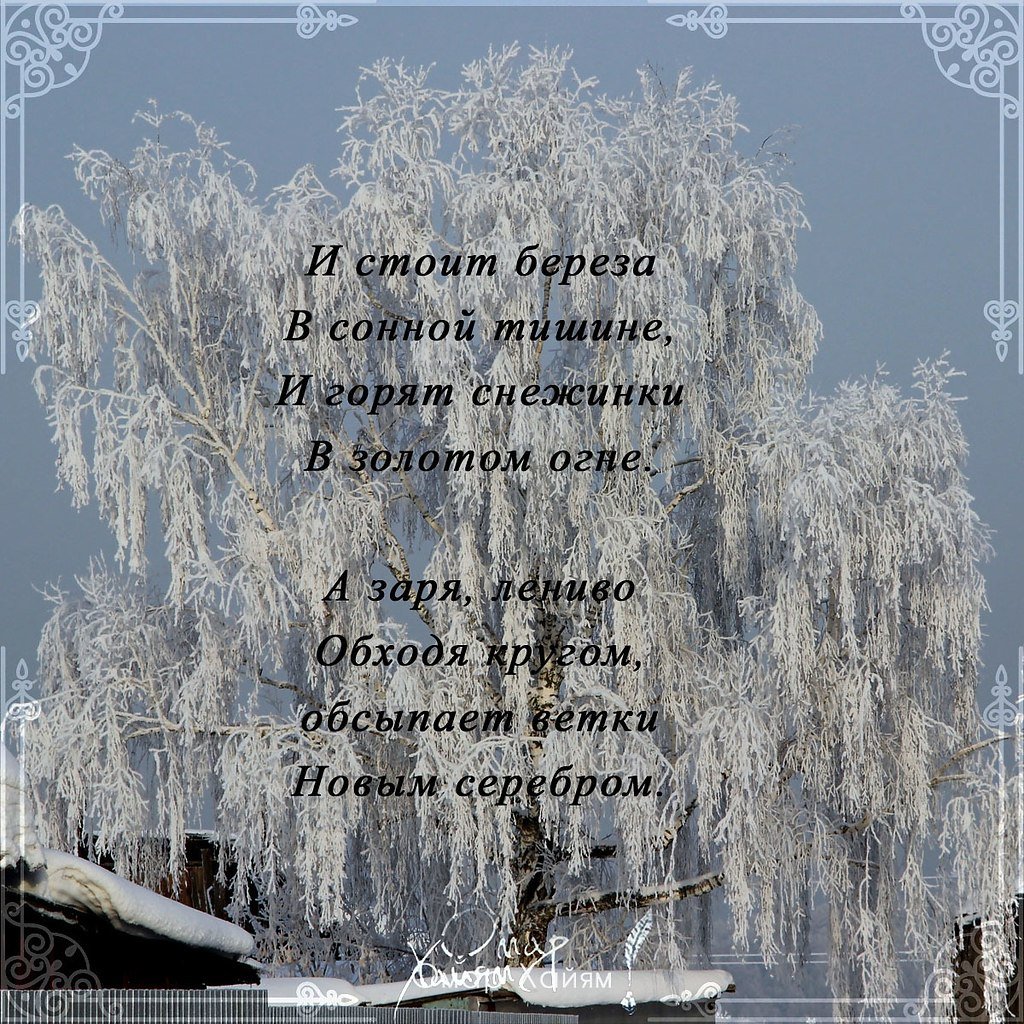 Стих белая берёза под моим окном Принакрылась снегом