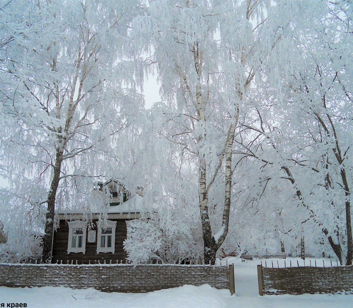 Зима село Константиново дом Есенина берёза