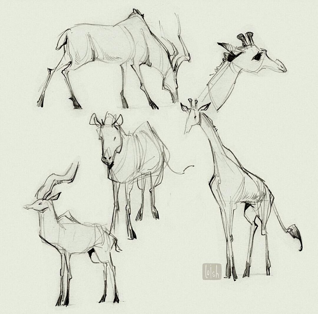 Рисунок скетч животные
