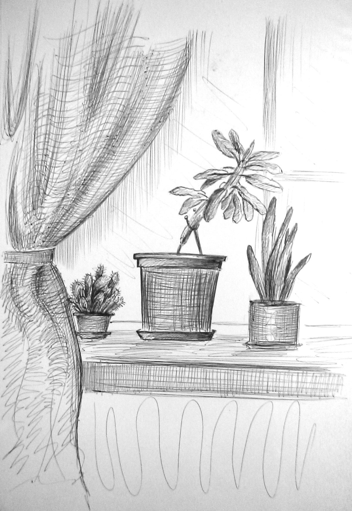 Зарисовки комнатных растений