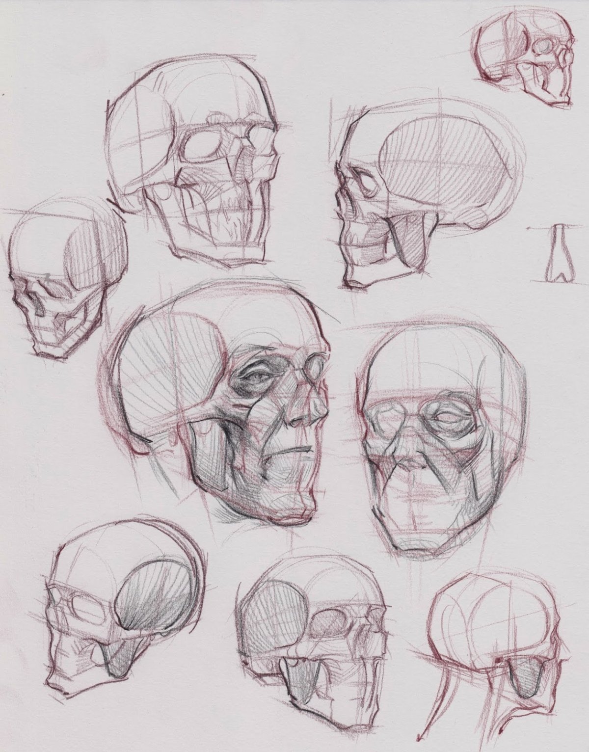 Баммес анатомия для художников голова