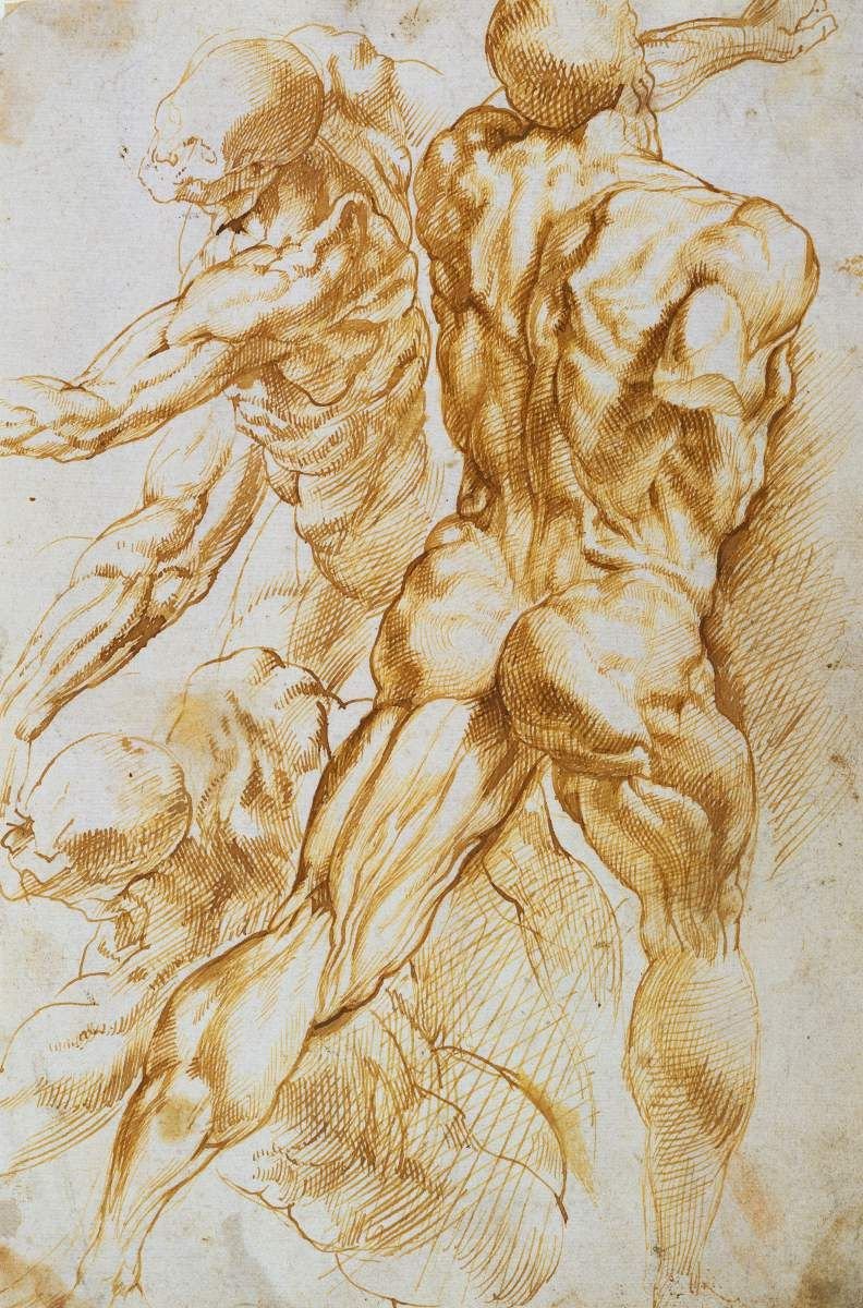Анатомические штудии Микеланджело