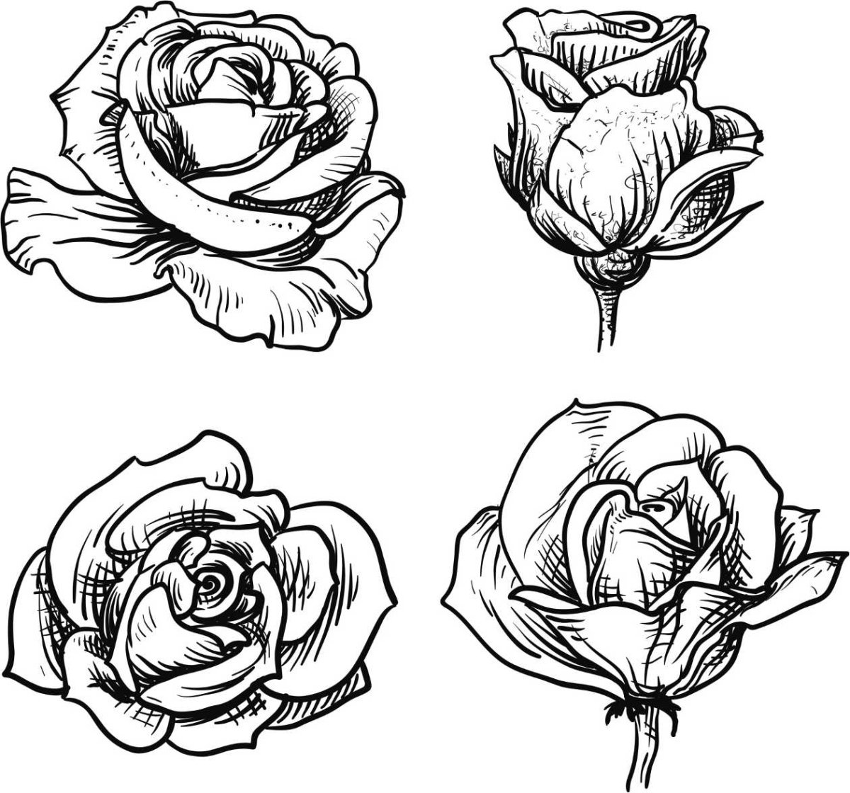 Роза с разных ракурсов