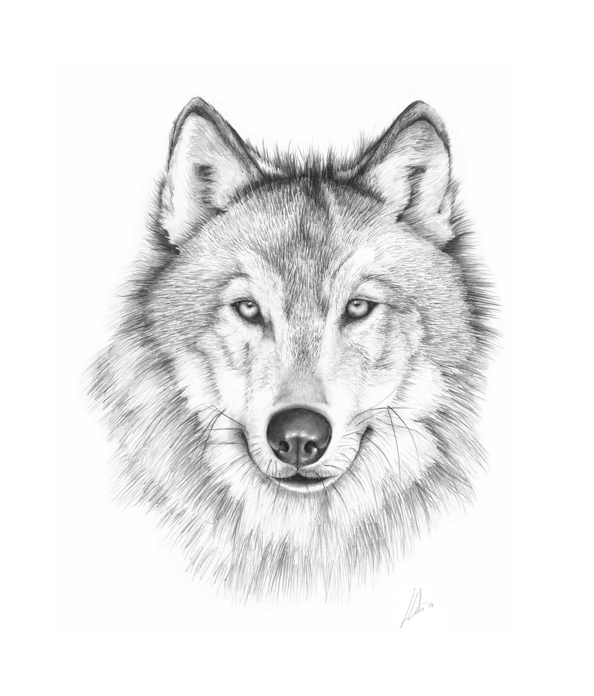 картинки срисовывать волка
