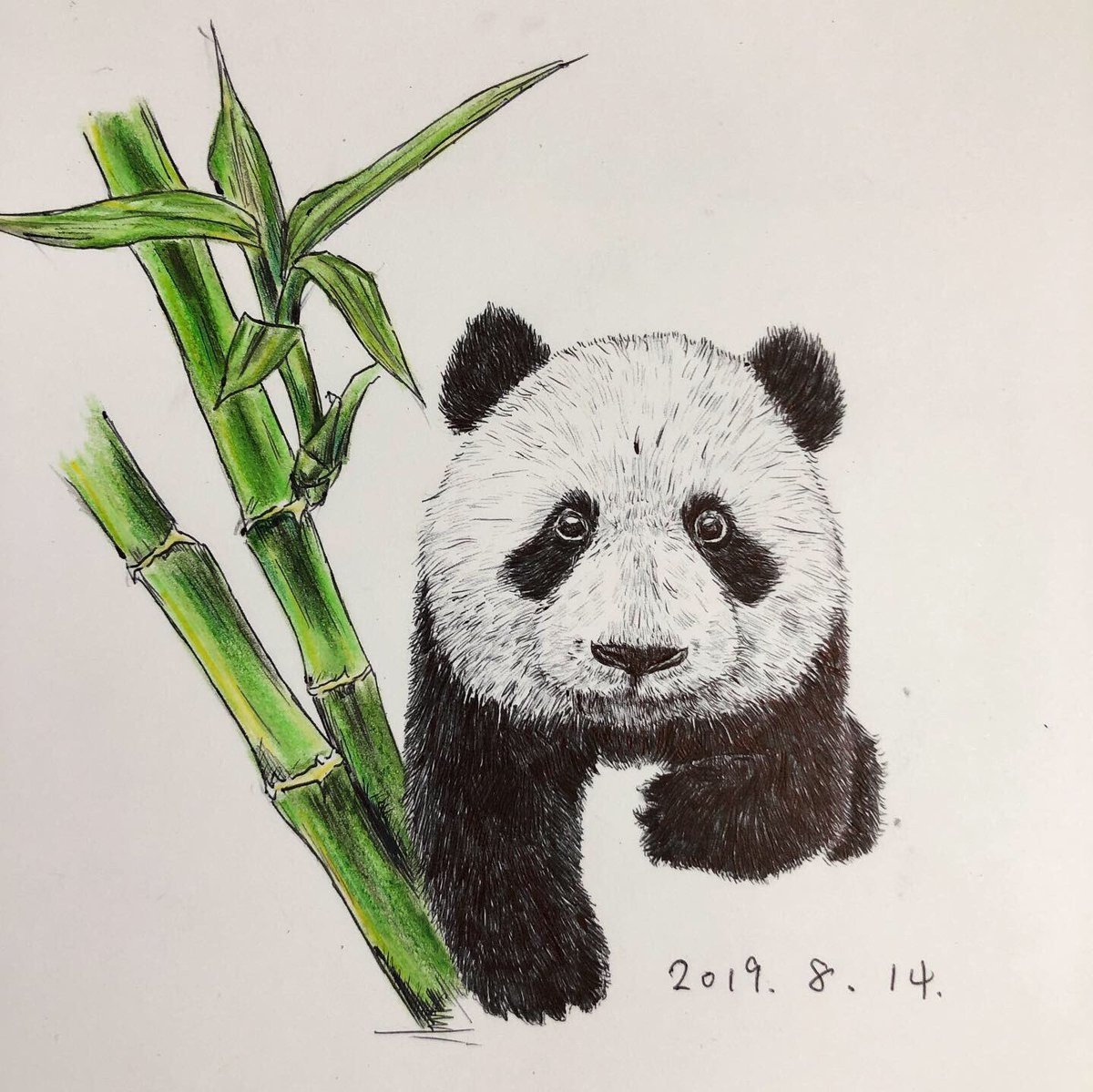 Панда зарисовка
