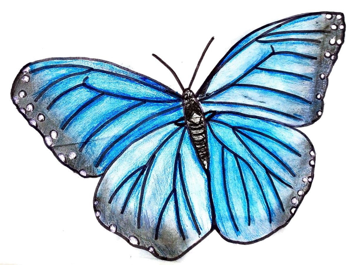 Голубая бабочка нарисованная