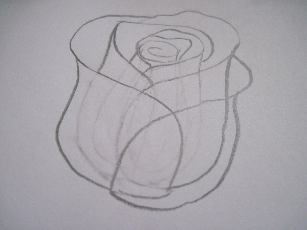 Как научиться рисовать розу для начинающих