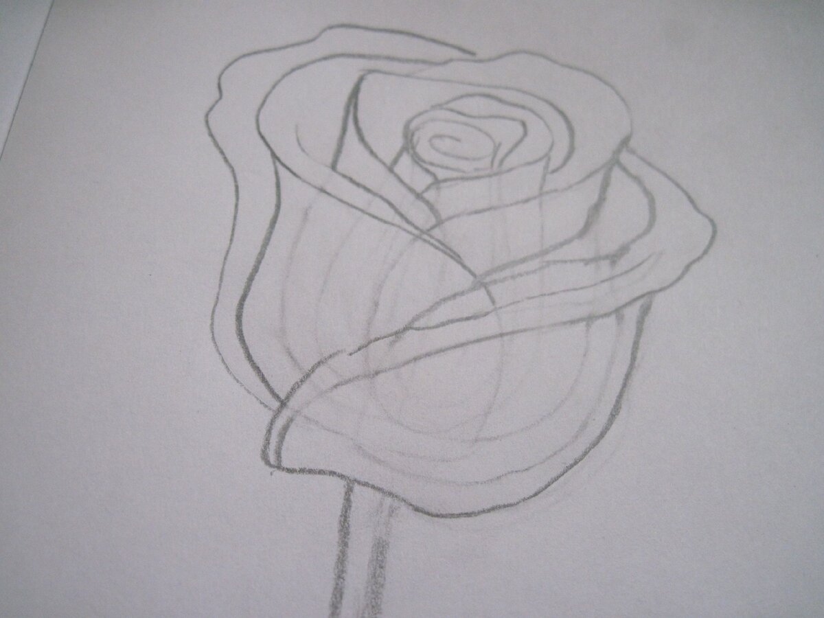 Как нарисовать розу ручкой поэтапно для начинающих