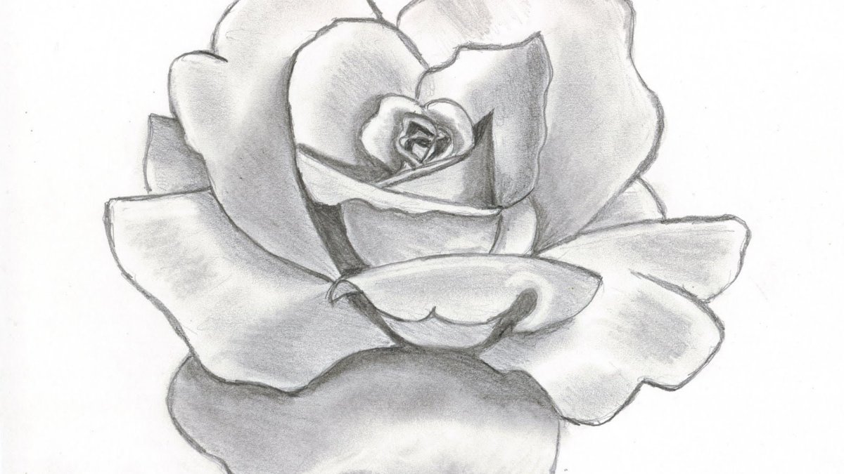 Роза рисунок простой карандашом для начинающих