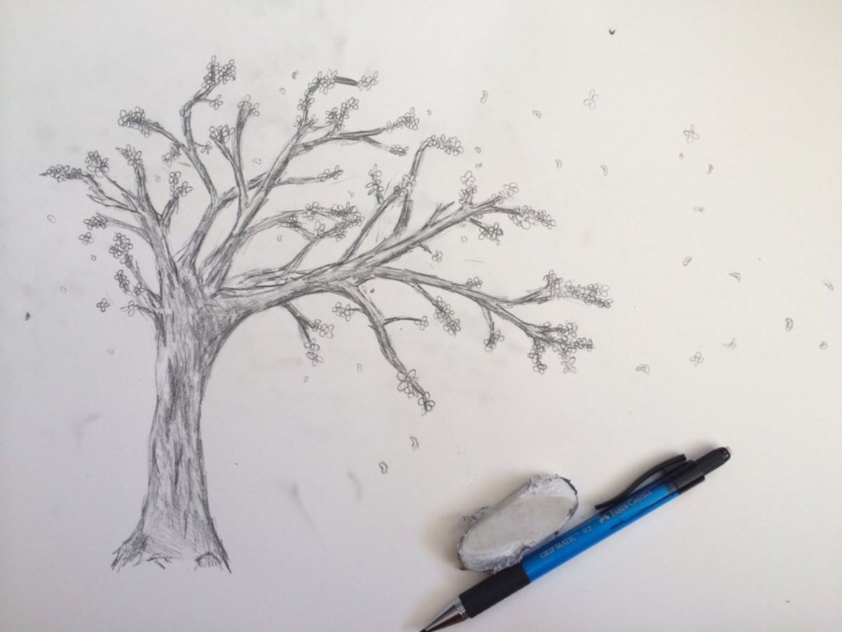 Сакура дерево нарисовать карандашом