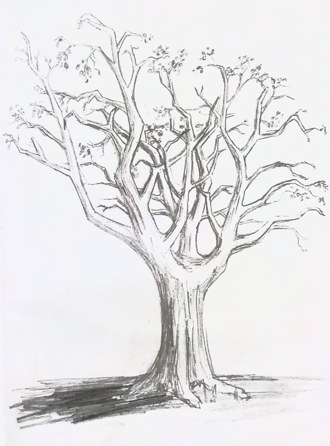 Рисование деревьев карандашом