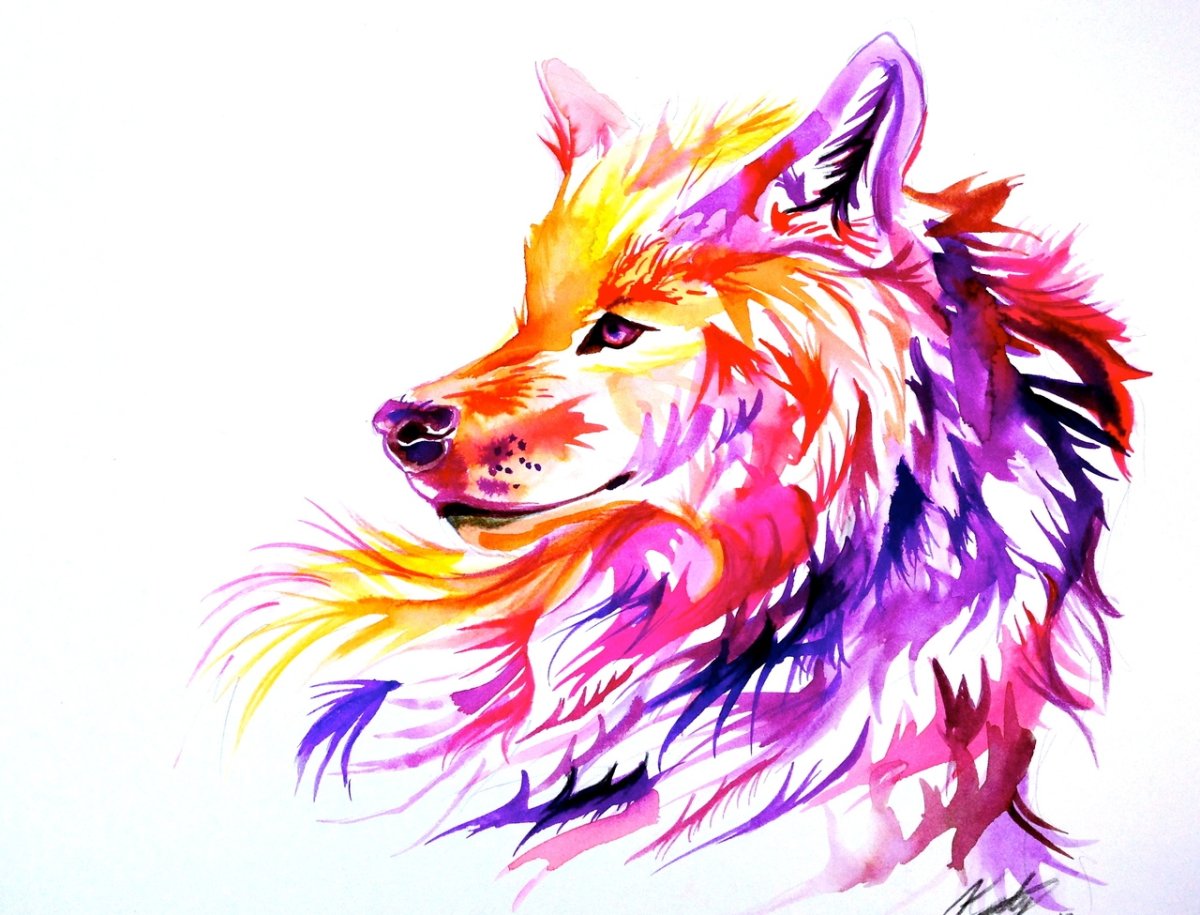 картинки волка для срисовки цветные