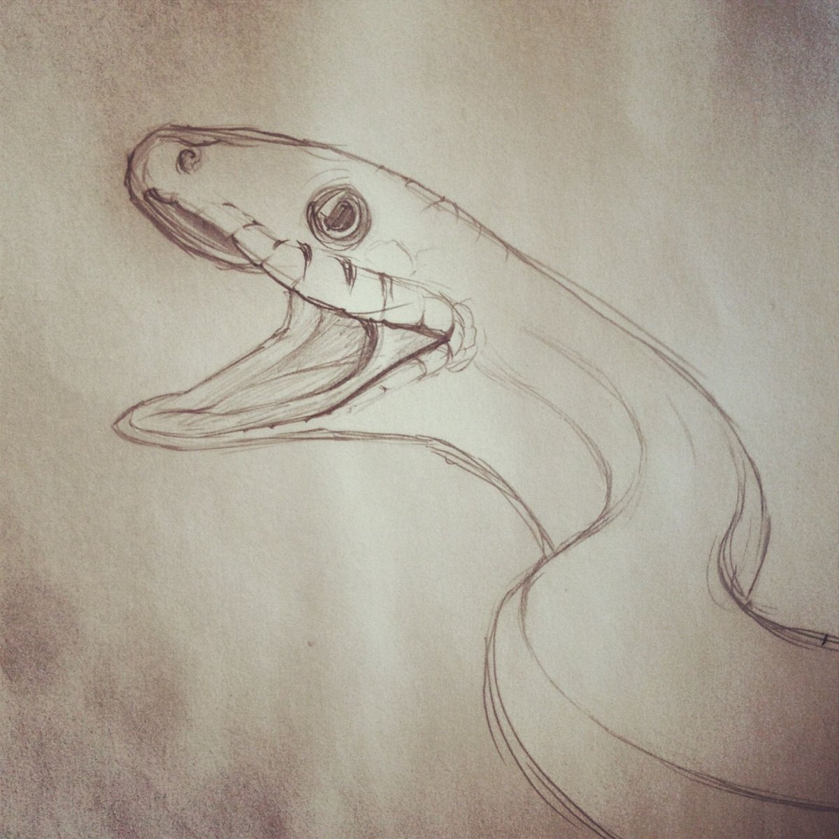 Рисунки змей для срисовки