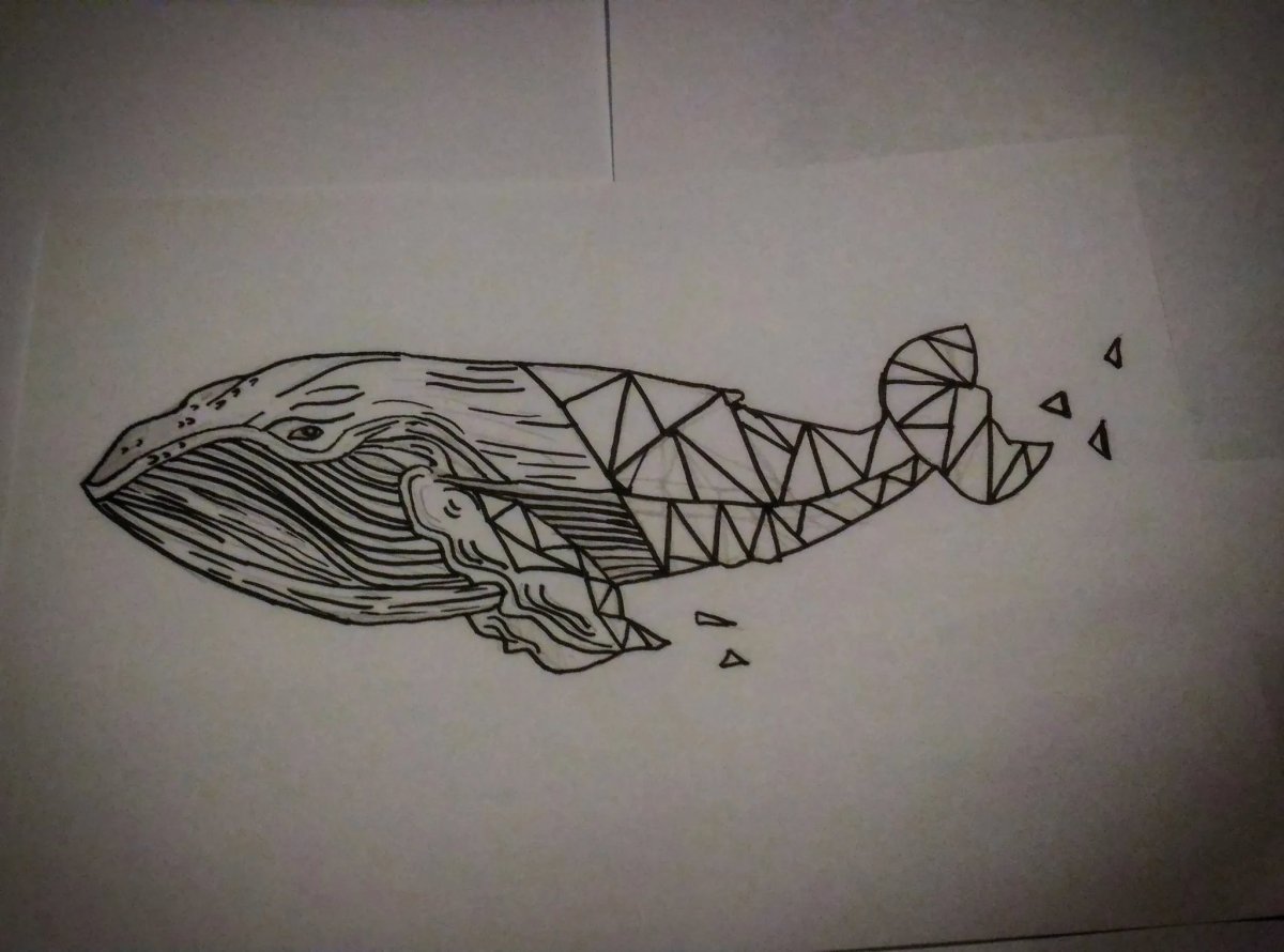 Рисунок кита карандашом для срисовки