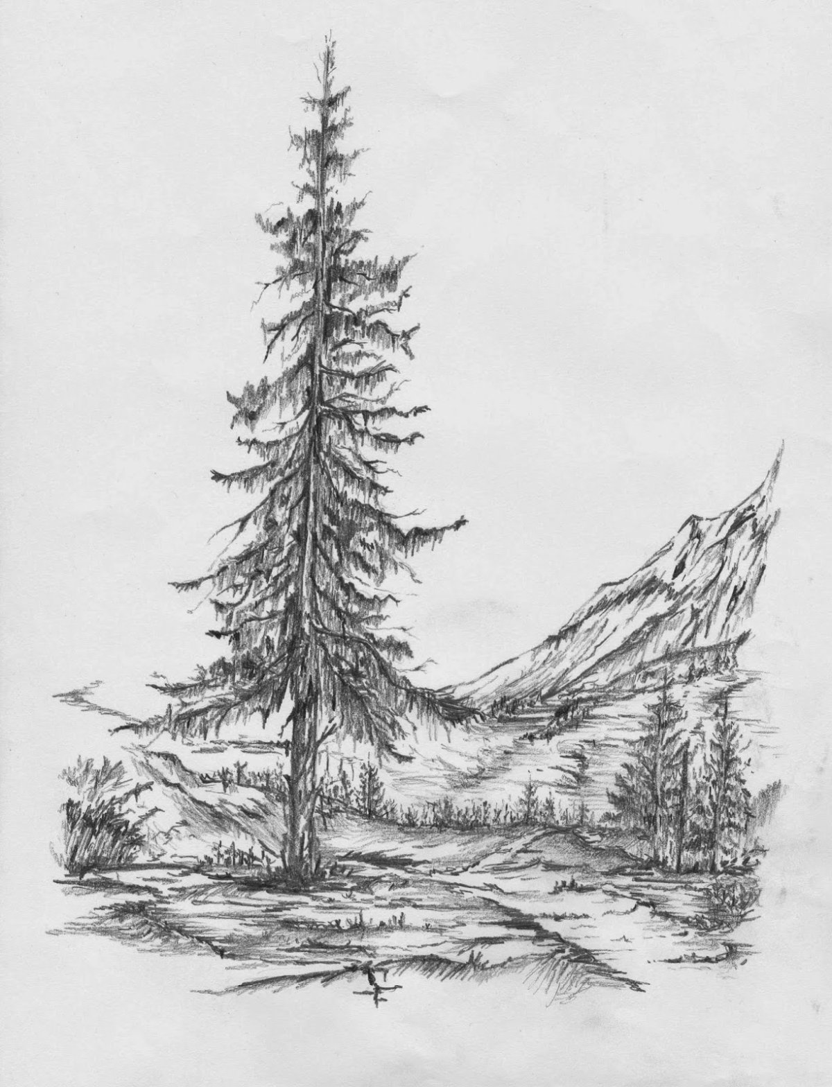 Зарисовки леса