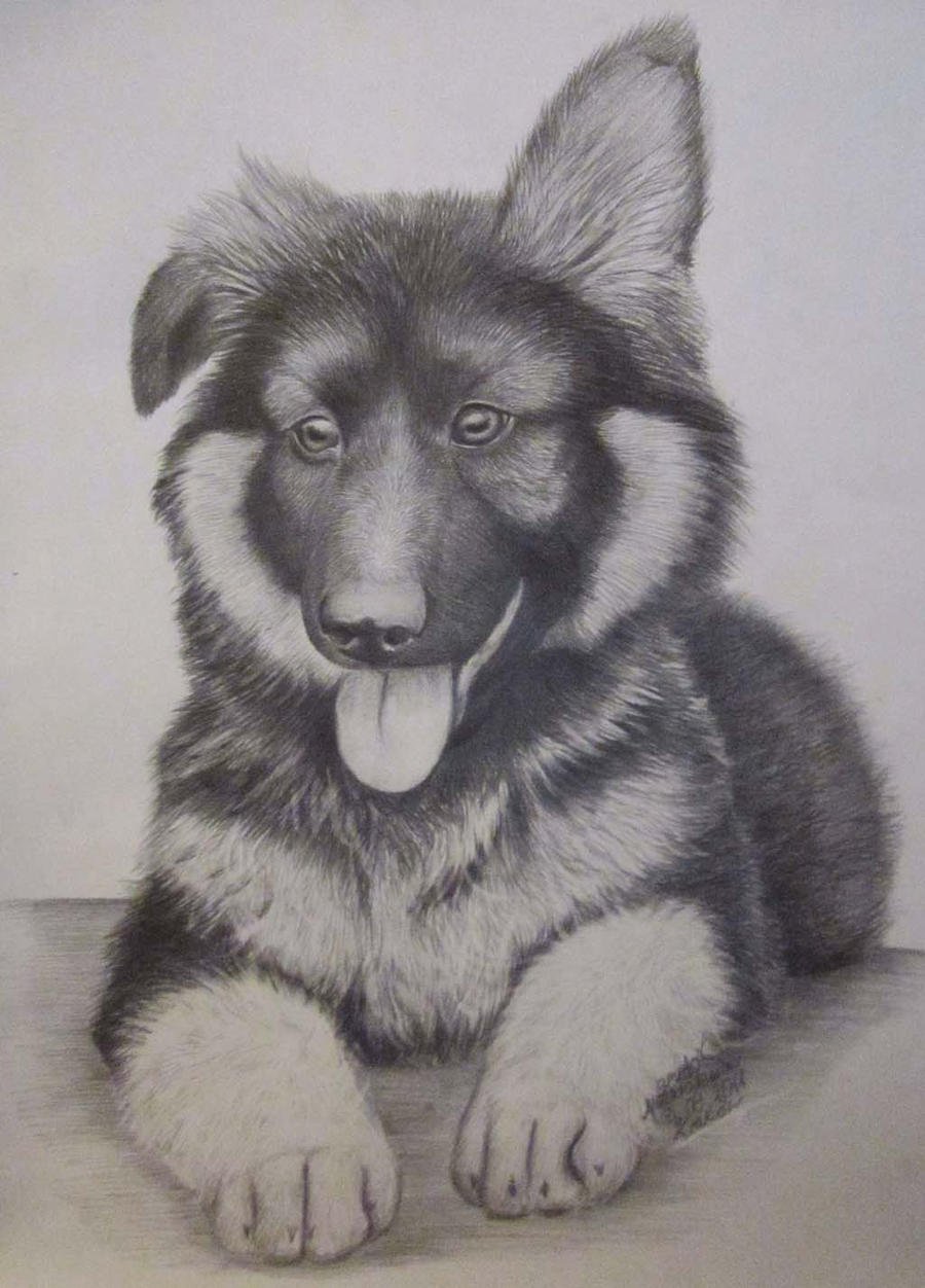 Рисунок щенка овчарки карандашом