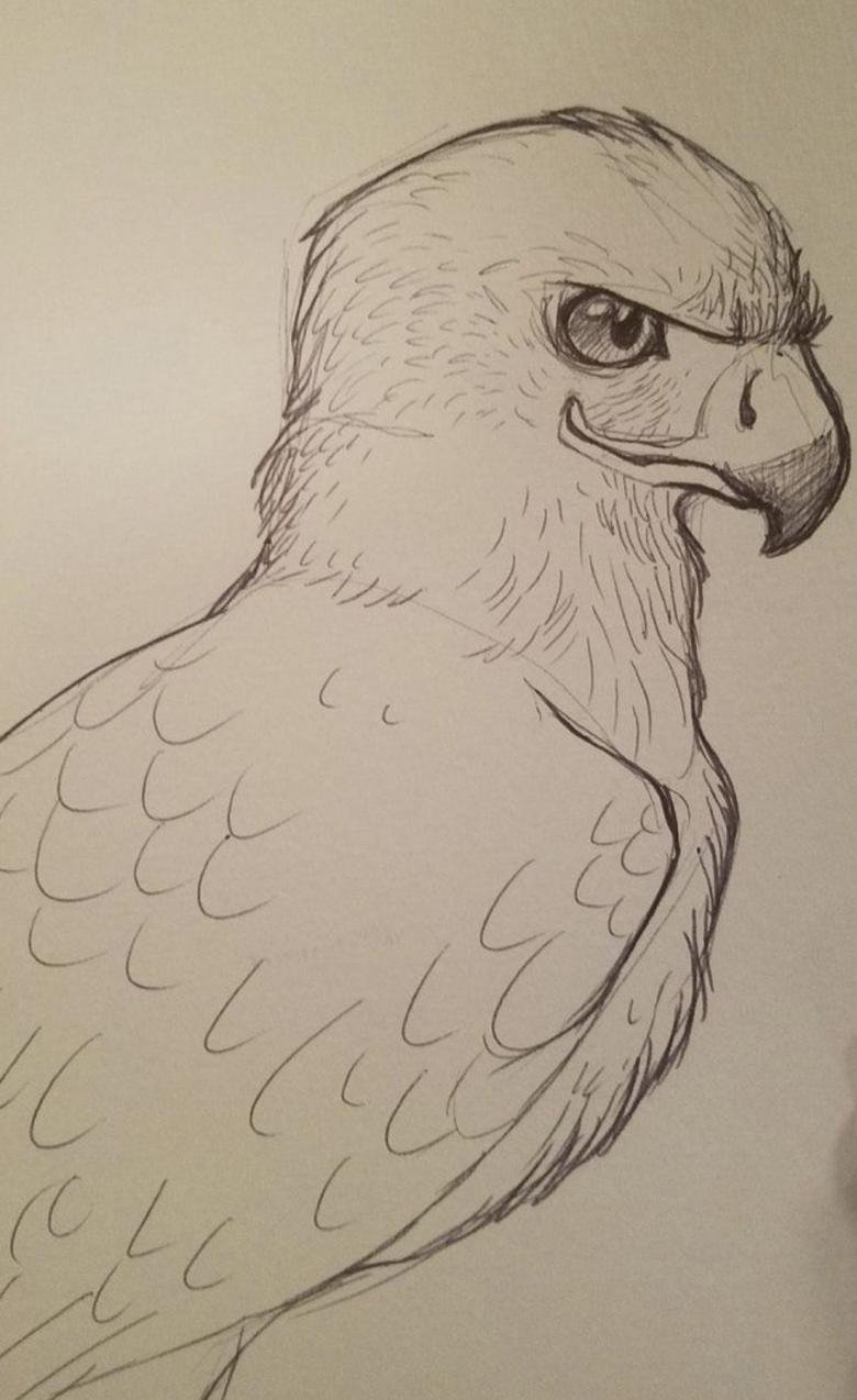 Рисунок орла карандашом для срисовки