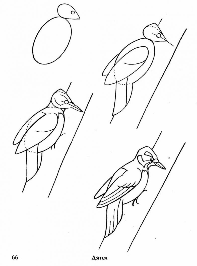 Рисунок дятла для детей для срисовки