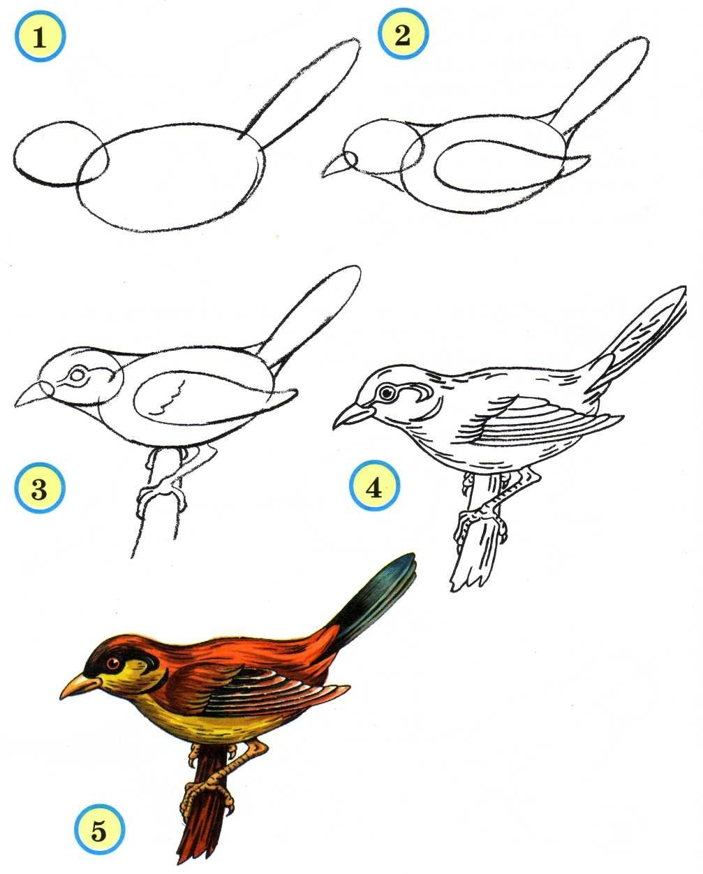 Поэтапное рисование птиц