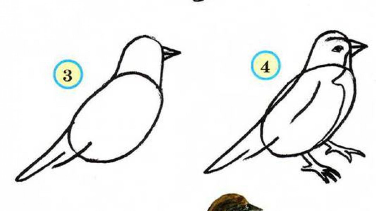 Рисование птицы средняя группа пошагово