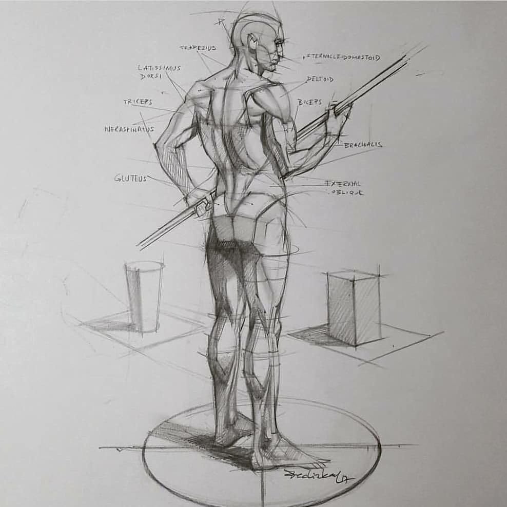 Анатомия для художников картинки