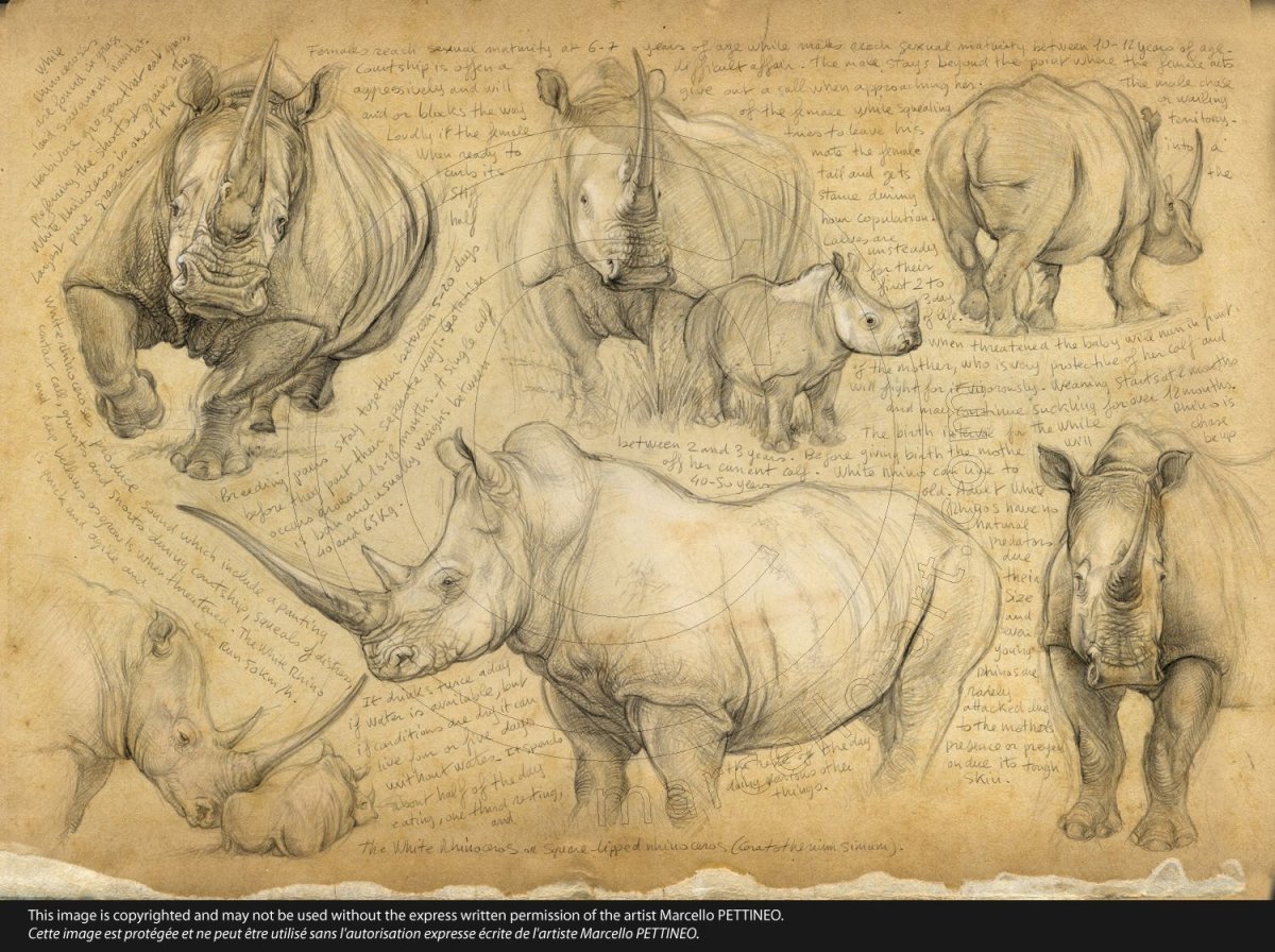 Носорог набросок