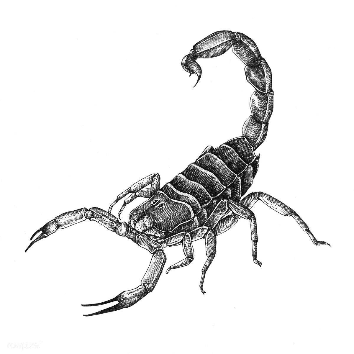 Нарисовать скорпиона карандашом