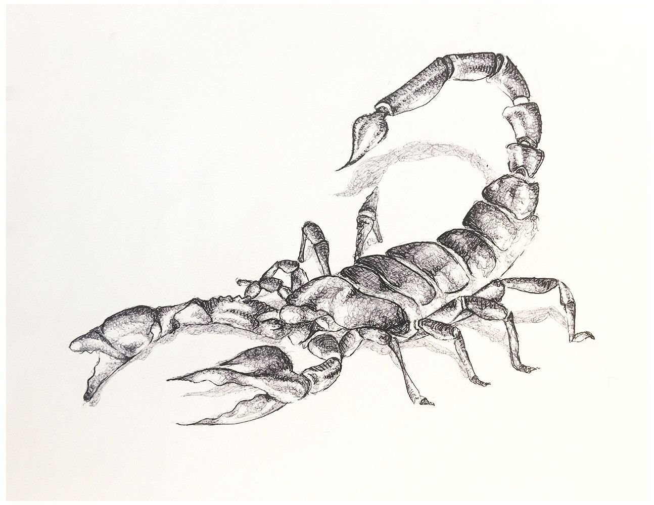 Скорпион рисунок карандашом