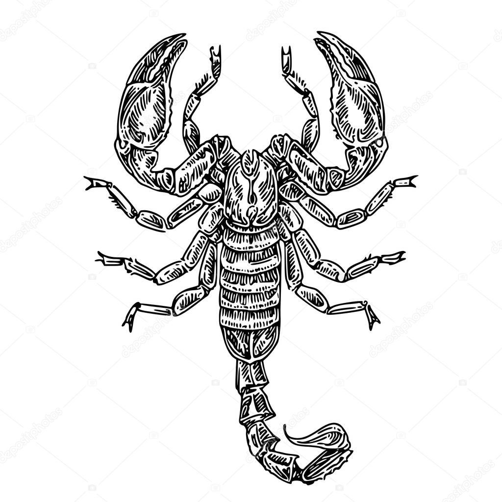 Скорпион вид сверху